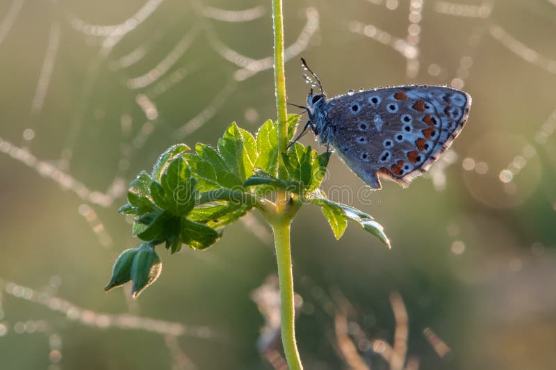 A common blue butterfly is the Lycaenidae and the subfamily Polyommatinae in the early morning on the background of the cobweb.