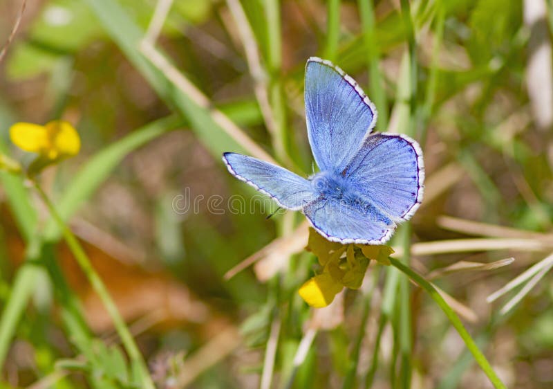 Common Blue butterfly stock photo. Image of biology 112577662
