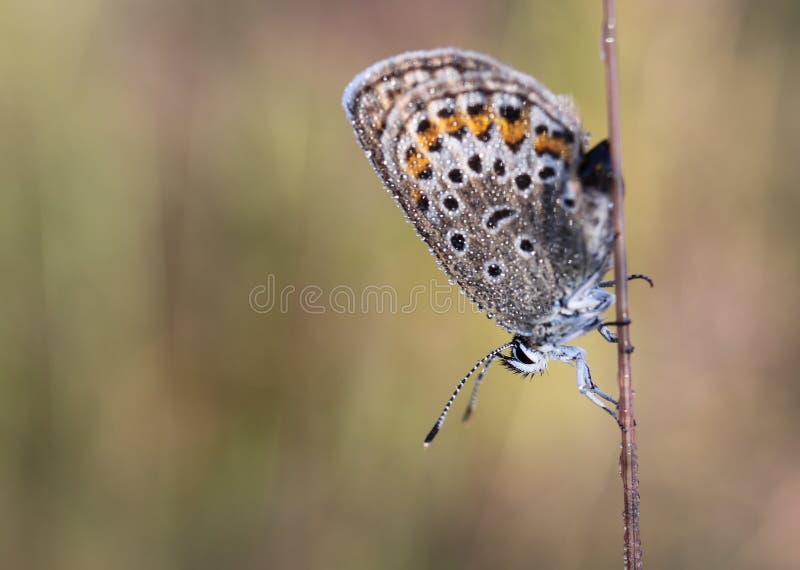 The common blue butterfly & x28;Polyommatus icarus& x29; is a butterfly in the family Lycaenidae and subfamily Polyommatinae. The butterfly can be found in Europe, North Africa, [iran] and the Canary Islands, but it is especially common throughout the British Isles. Recently, however, there has been an estimated 96% population loss due to habitat loss.[1] Butterflies in the Polyommatinae are collectively called blues, from the coloring of the wings. Common blue males usually have wings that are blue above with a black-brown border and a white fringe. The females are usually brown above with a blue dusting and orange spots