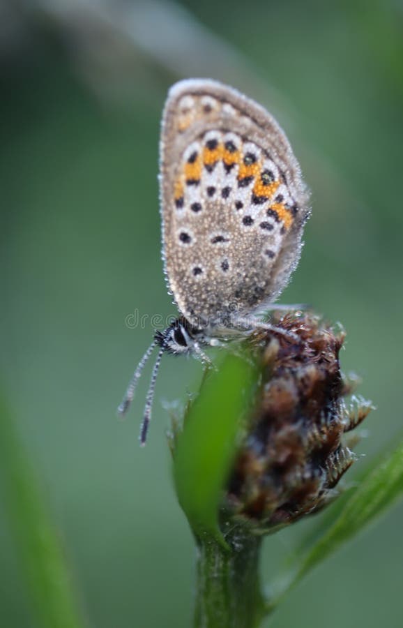 The common blue butterfly Polyommatus icarus is a butterfly in the family Lycaenidae and subfamily Polyommatinae. The butterfly can be found in Europe, North Africa, [iran] and the Canary Islands, but it is especially common throughout the British Isles. Recently, however, there has been an estimated 96% population loss due to habitat loss. Butterflies in the Polyommatinae are collectively called blues, from the coloring of the wings. Common blue males usually have wings that are blue above with a black-brown border and a white fringe. The females are usually brown above with a blue dusting and orange spots. The common blue butterfly Polyommatus icarus is a butterfly in the family Lycaenidae and subfamily Polyommatinae. The butterfly can be found in Europe, North Africa, [iran] and the Canary Islands, but it is especially common throughout the British Isles. Recently, however, there has been an estimated 96% population loss due to habitat loss. Butterflies in the Polyommatinae are collectively called blues, from the coloring of the wings. Common blue males usually have wings that are blue above with a black-brown border and a white fringe. The females are usually brown above with a blue dusting and orange spots.