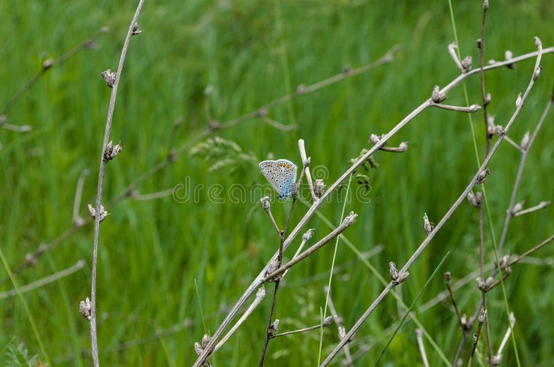 The common blue butterfly Polyommatus icarus is a butterfly in the family Lycaenidae and subfamily Polyommatinae. The common blue butterfly Polyommatus icarus is a butterfly in the family Lycaenidae and subfamily Polyommatinae.