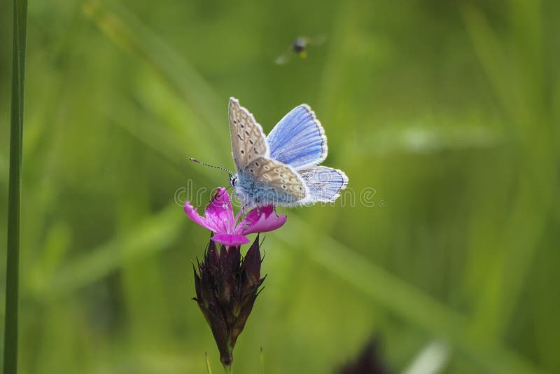 The common blue butterfly Polyommatus icarus is a butterfly in the family Lycaenidae and subfamily Polyommatinae. , an intresting photo