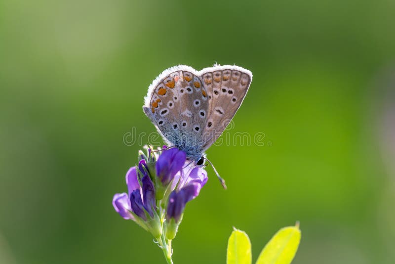 The common blue butterfly Polyommatus icarus, a butterfly in the family Lycaenidae, subfamily Polyommatinae. The common blue butterfly Polyommatus icarus, a butterfly in the family Lycaenidae, subfamily Polyommatinae