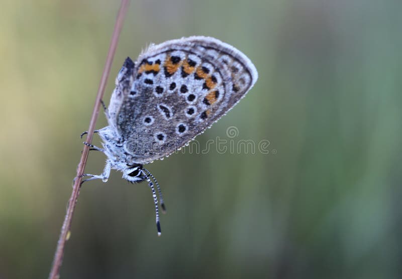 The common blue butterfly & x28;Polyommatus icarus& x29; is a butterfly in the family Lycaenidae and subfamily Polyommatinae. The butterfly can be found in Europe, North Africa, [iran] and the Canary Islands, but it is especially common throughout the British Isles. Recently, however, there has been an estimated 96% population loss due to habitat loss. Butterflies in the Polyommatinae are collectively called blues, from the coloring of the wings. Common blue males usually have wings that are blue above with a black-brown border and a white fringe. The females are usually brown above with a blue dusting and orange spots