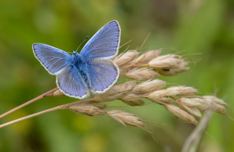 The common blue butterfly Polyommatus icarus is a butterfly in the family Lycaenidae and subfamily Polyommatinae.