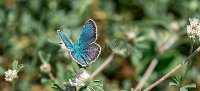 The common blue butterfly Polyommatus icarus is a butterfly in the family Lycaenidae and subfamily Polyommatinae.