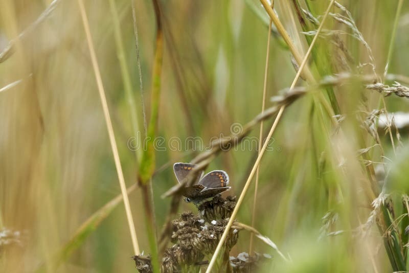 The common blue butterfly (Polyommatus icarus) is a butterfly in the family Lycaenidae and subfamily Polyommatinae.   beatiful photo