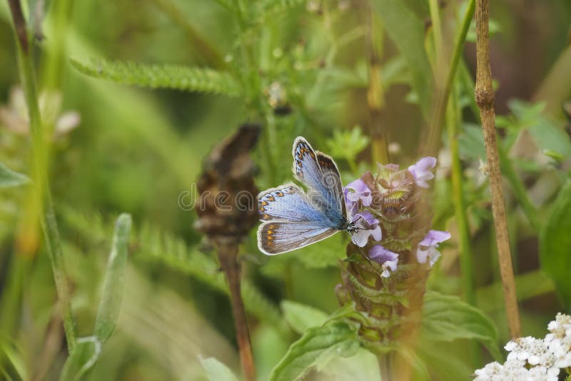 The common blue butterfly (Polyommatus icarus) is a butterfly in the family Lycaenidae and subfamily Polyommatinae.   beatiful photo