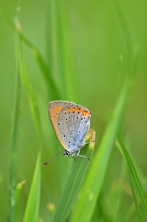 The common blue butterfly Polyommatus icarus is a butterfly in the family Lycaenidae and subfamily Polyommatinae. The butterfly is found throughout the Palearctic. The common blue butterfly Polyommatus icarus is a butterfly in the family Lycaenidae and subfamily Polyommatinae. The butterfly is found throughout the Palearctic.