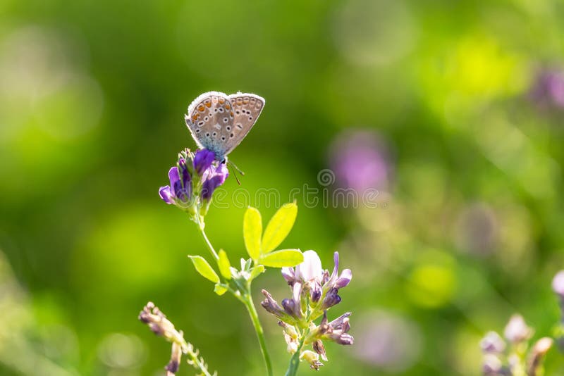 The common blue butterfly Polyommatus icarus, a butterfly in the family Lycaenidae, subfamily Polyommatinae. The common blue butterfly Polyommatus icarus, a butterfly in the family Lycaenidae, subfamily Polyommatinae