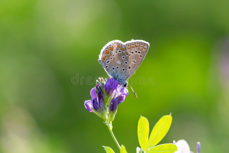 The common blue butterfly Polyommatus icarus, a butterfly in the family Lycaenidae, subfamily Polyommatinae. The common blue butterfly Polyommatus icarus, a butterfly in the family Lycaenidae, subfamily Polyommatinae