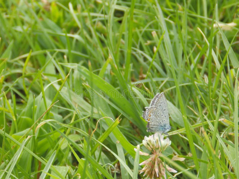 The common blue butterfly Polyommatus icarus is a butterfly in the family Lycaenidae and subfamily Polyommatinae. The butterfly`s name comes from the coloring of the wings. The males usually have blue wings with a black-brown border and a white fringe at the edge. The females are usually brown with a little blue dusting and fewer orange spots on the lower parts of the wings. The common blue butterfly Polyommatus icarus is a butterfly in the family Lycaenidae and subfamily Polyommatinae. The butterfly`s name comes from the coloring of the wings. The males usually have blue wings with a black-brown border and a white fringe at the edge. The females are usually brown with a little blue dusting and fewer orange spots on the lower parts of the wings.