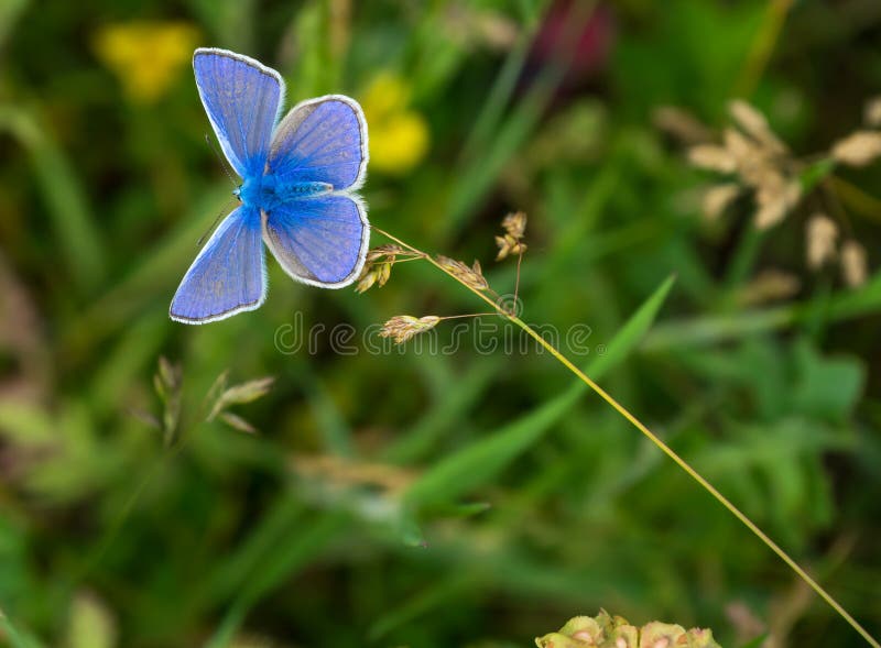 Blue Butterfly in the family Lycaenidae and subfamily Polyommatinae. Polyommatus icarus, blue butterfly. Blue Butterfly in the family Lycaenidae and subfamily Polyommatinae. Polyommatus icarus, blue butterfly.