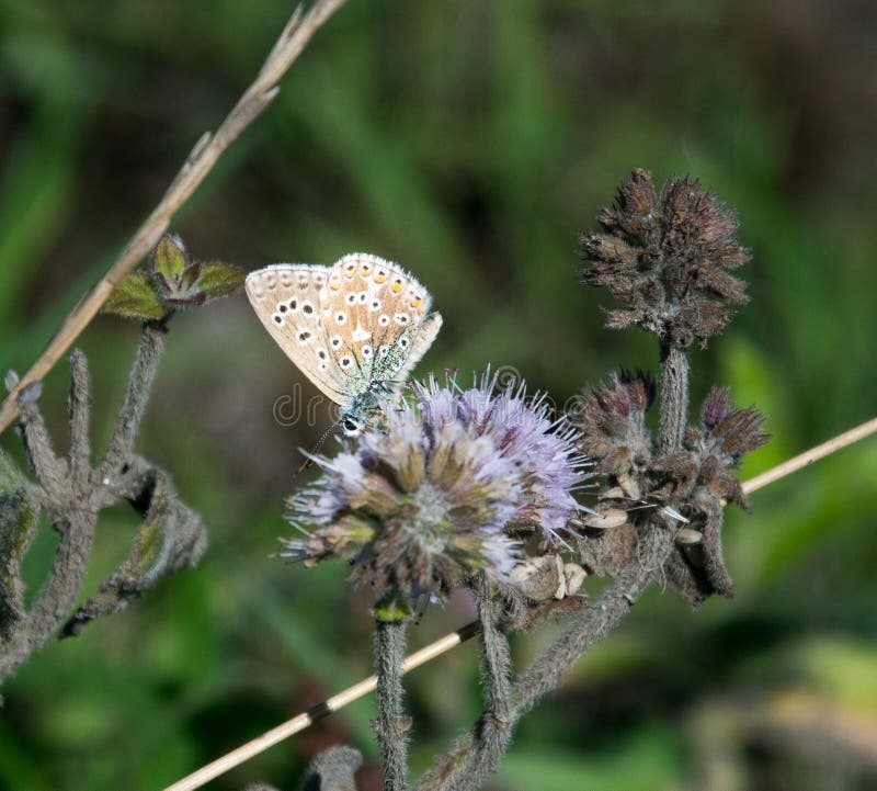Common Blue butterfly stock image. Image of closed, blue 76641367