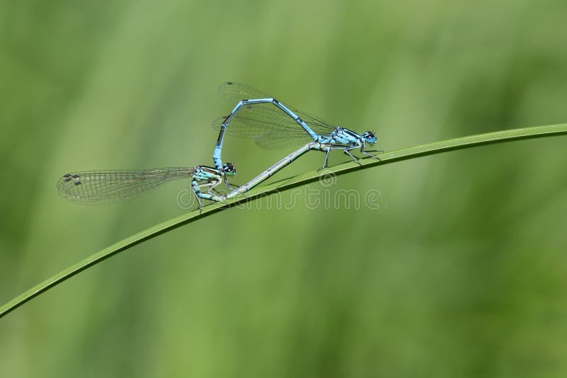 Common Blue Damselfly Mating