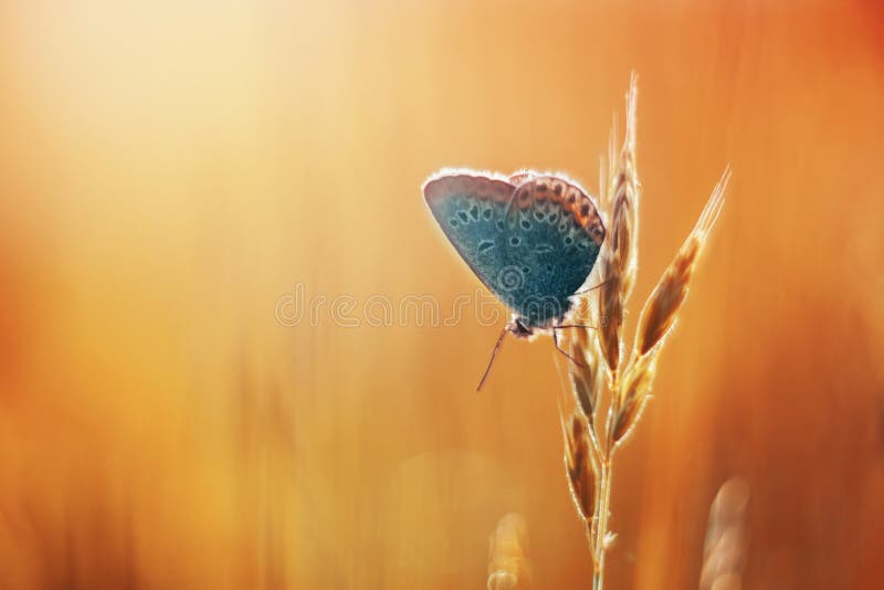 Common blue in orange gras royalty free stock images Common blue in orange gras royalty free stock images