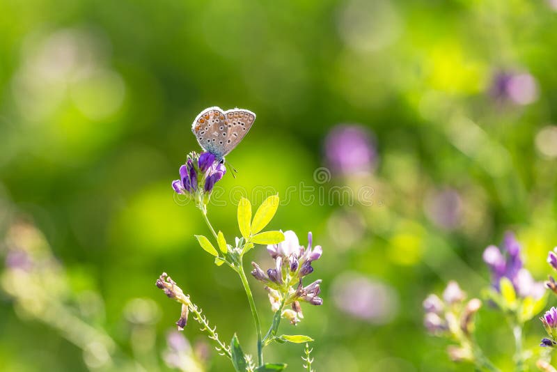 The common blue butterfly Polyommatus icarus, a butterfly in the family Lycaenidae, subfamily Polyommatinae. The common blue butterfly Polyommatus icarus, a butterfly in the family Lycaenidae, subfamily Polyommatinae