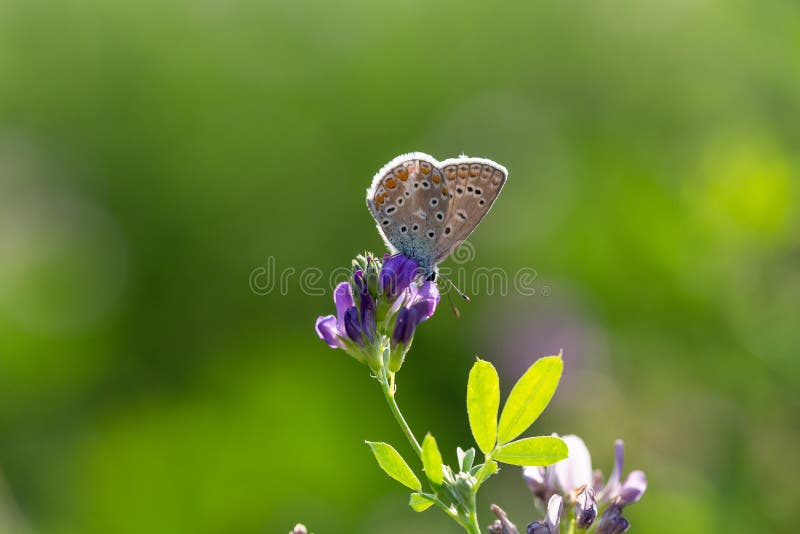 The common blue butterfly Polyommatus icarus, a butterfly in the family Lycaenidae, subfamily Polyommatinae. The common blue butterfly Polyommatus icarus, a butterfly in the family Lycaenidae, subfamily Polyommatinae
