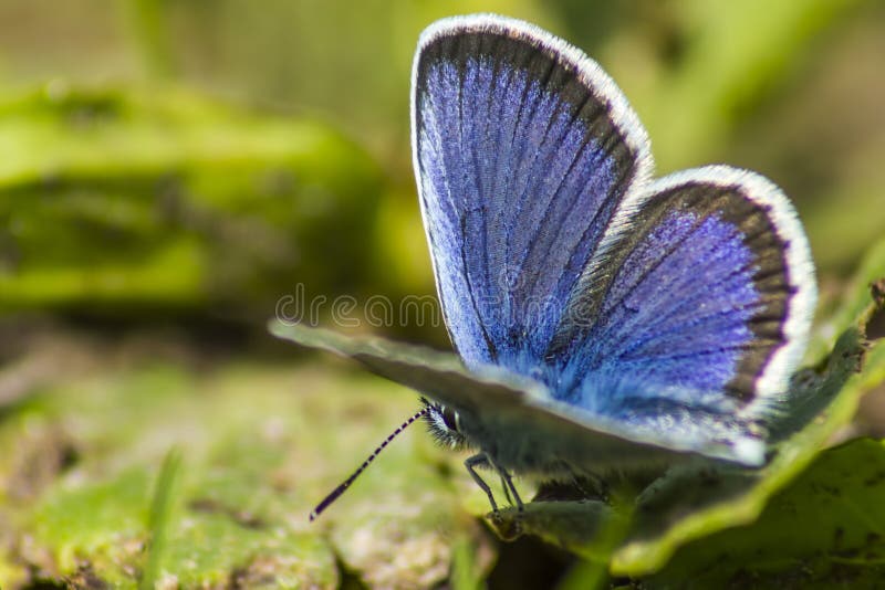 The Common Blue (Polyommatus icarus)