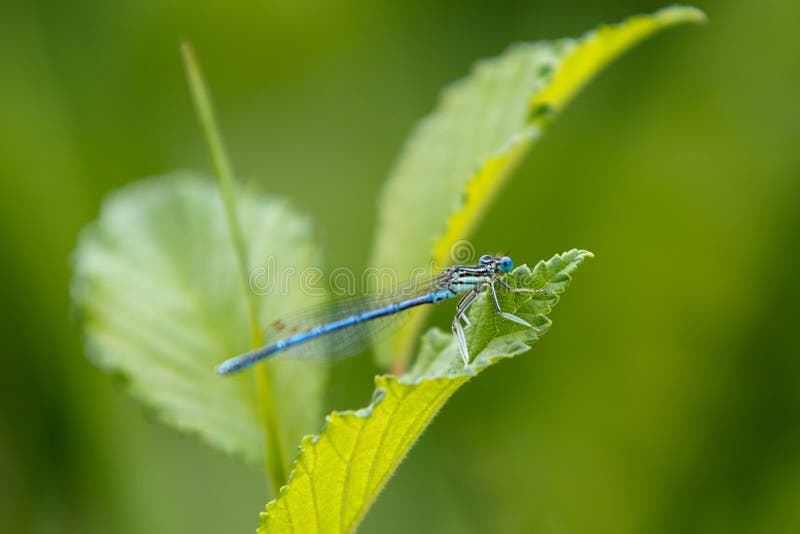 Common Bluetail Damselfly stock image