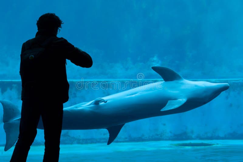 Common bottlenose dolphin (Tursiops truncatus). royalty free stock images Common bottlenose dolphin (Tursiops truncatus). royalty free stock images