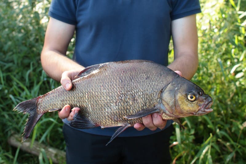 Common bream fish stock image. Image of seafood, marine 43135623