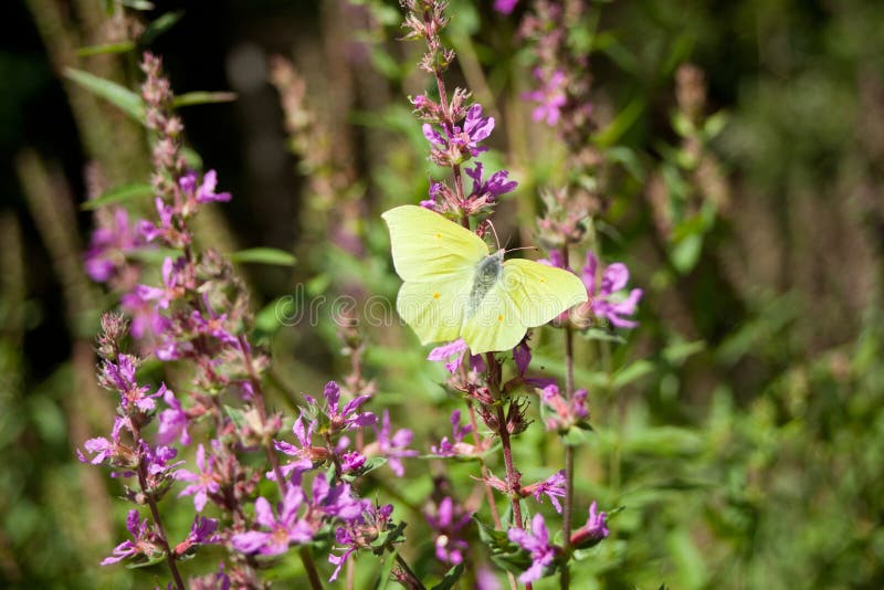 Common brimstone - Gonepteryx rhamni yellow butterfly