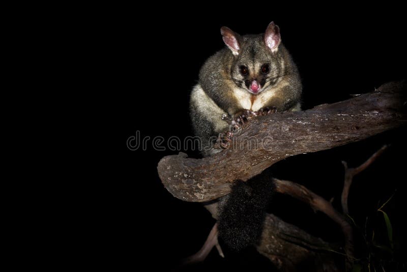 Common Brush-tailed Possum - Trichosurus vulpecula -nocturnal, semi-arboreal marsupial of Australia, introduced to New Zealand.