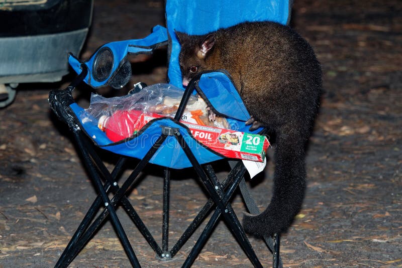 Common Brush-tailed Possum - Trichosurus vulpecula -nocturnal, semi-arboreal marsupial of Australia, introduced to New Zealand. Stealing food in the campsite.