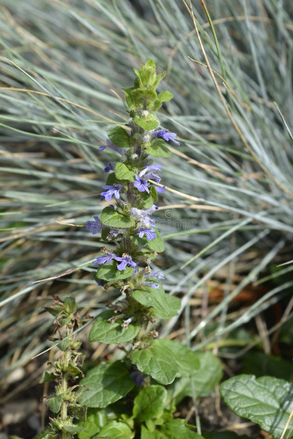 Common bugle stock photo. Image of bugleweed, summer 303837626