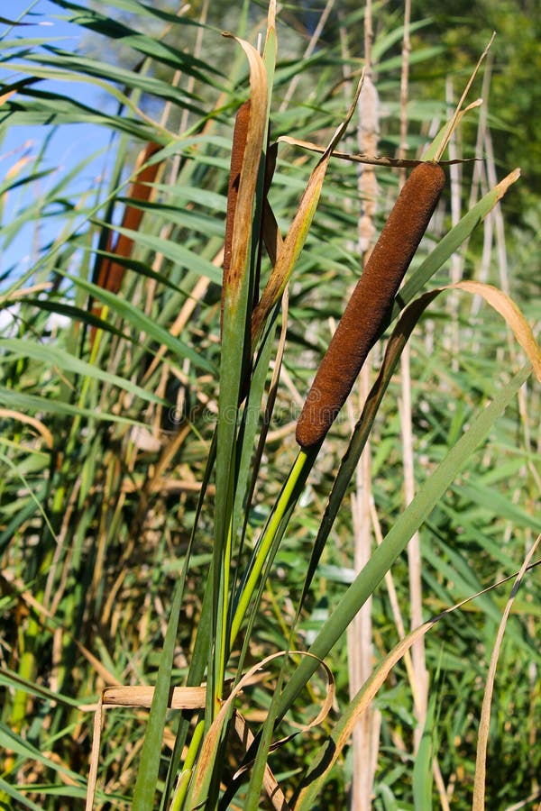 Common Bulrush (Typha Latifolia) Stock Image Image of botanical