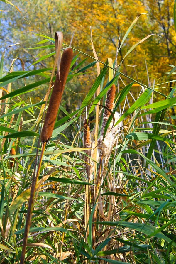 Common Bulrush Typha Latifolia Stock Photo Image of life, dense 85844578