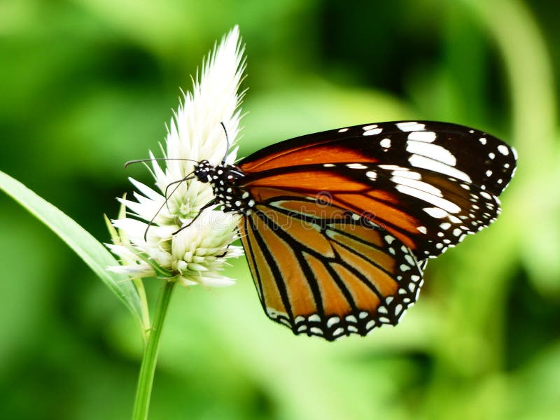 Common Butterfly