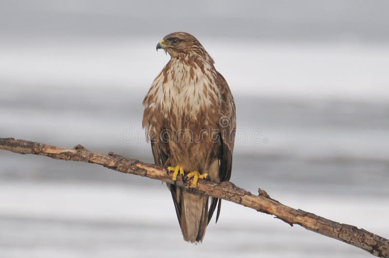 Common Buzzard royalty free stock photo Common Buzzard royalty free stock photo