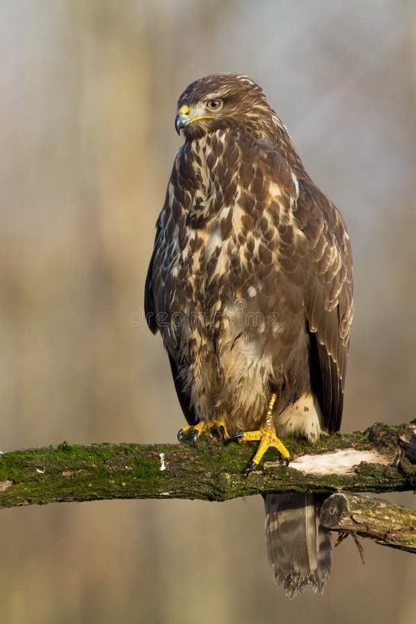 Common Buzzard Buteo Buteo in the Fields in, Buzzards in Natural