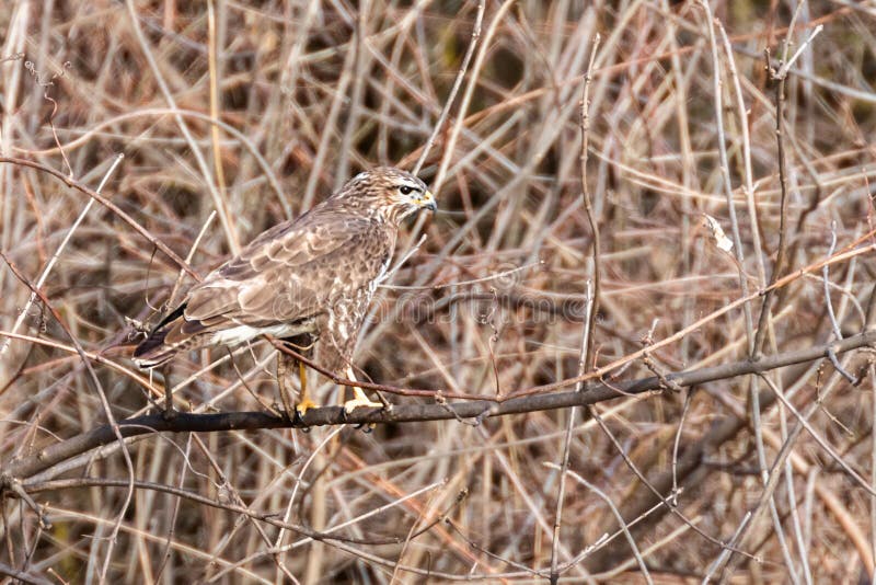 Common buzzard Buteo buteo Camouflage stock photo
