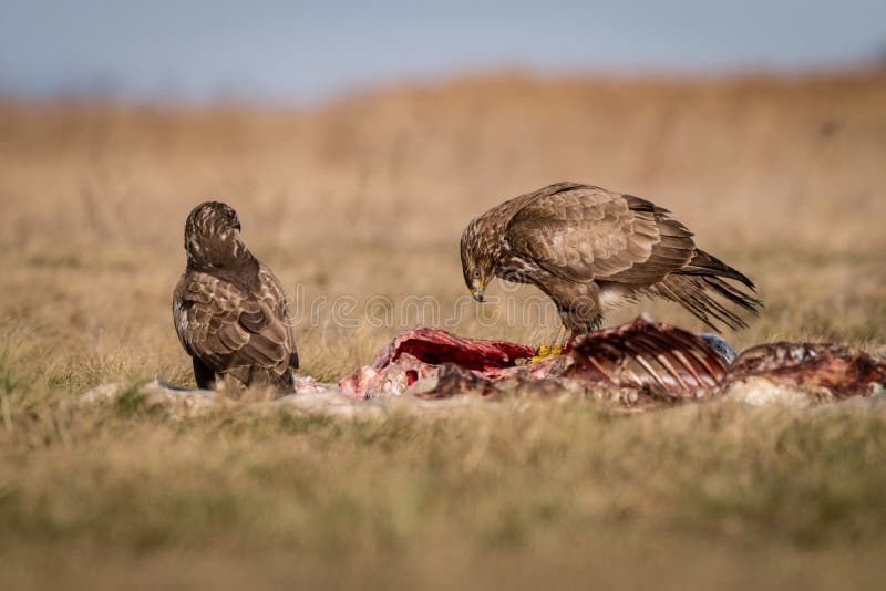 Common buzzard eating on a meadow