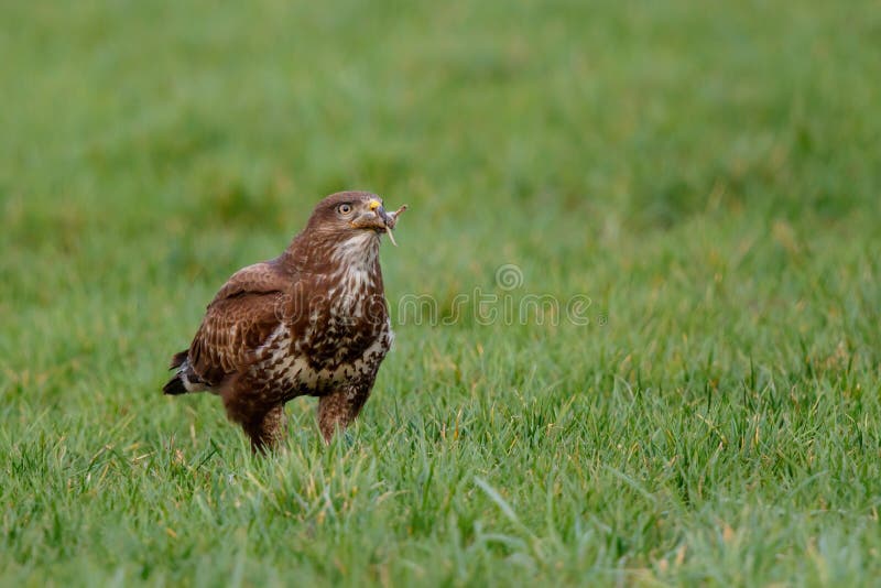 Common buzzard eating from a prey