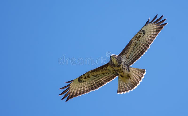 Common buzzard soars high in blue sky