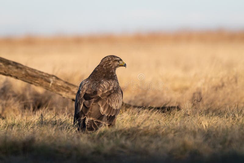 Common buzzard standing alone