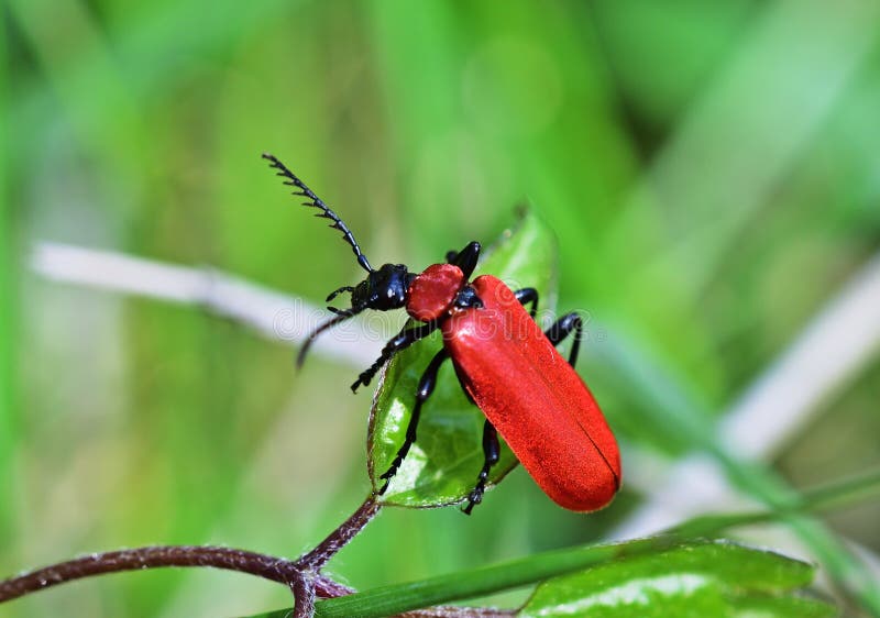 Black-headed cardinal beetle - Pyrochroa serraticornis royalty free stock photography Black-headed cardinal beetle - Pyrochroa serraticornis royalty free stock photography
