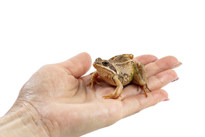 Frog Legs Hanging from Female Hand on White Isolated Stock Image - Image of  european, natural: 226908087