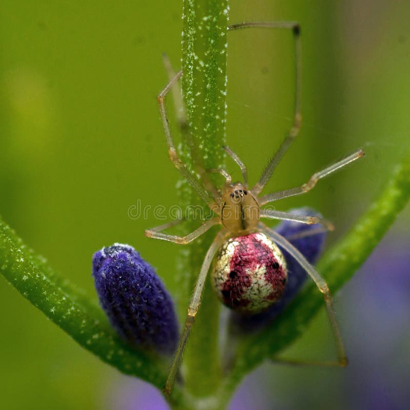 Common Candy-striped Spider Enoplognatha ovata