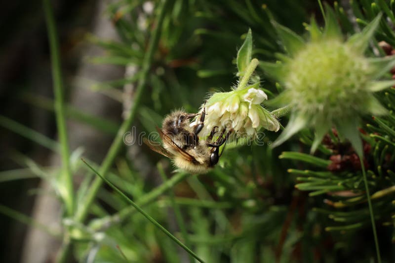 Na pastvinách kvitne včielka obyčajná, ktorá opeľuje