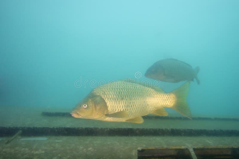 The common carp or European carp Cyprinus carpio