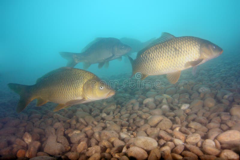 The common carp or European carp Cyprinus carpio a  flock of fish in shallow, sweet water with a stone bottom