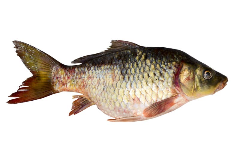 Common carp fish stock photo. Image of meat, large, animal 242951996