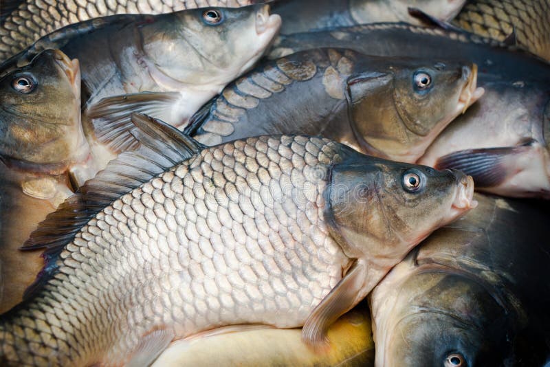 Common carps stock photo. Image of cuisine, fish, food 16668300