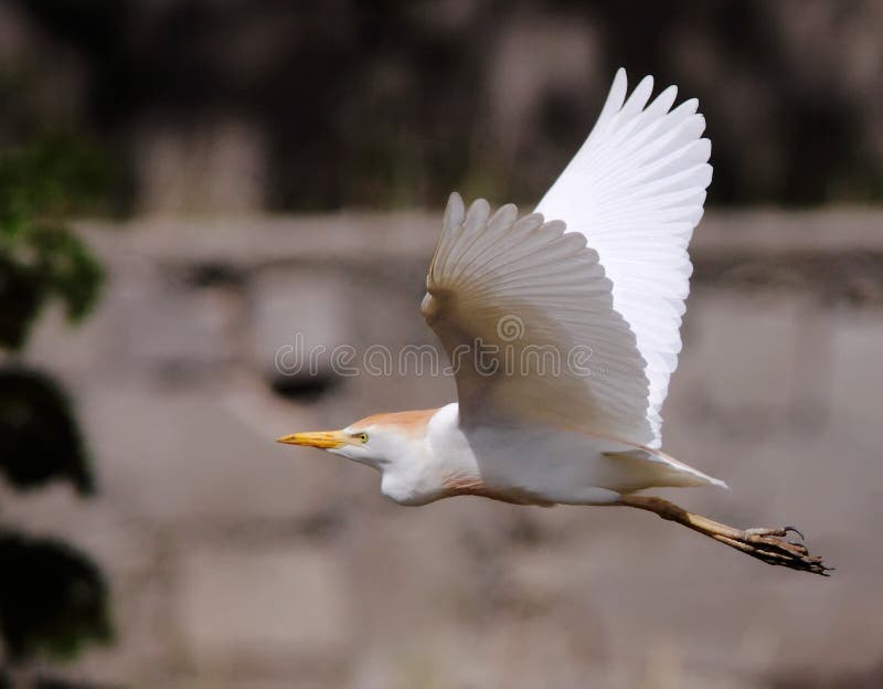 Common cattle egret royalty free stock image