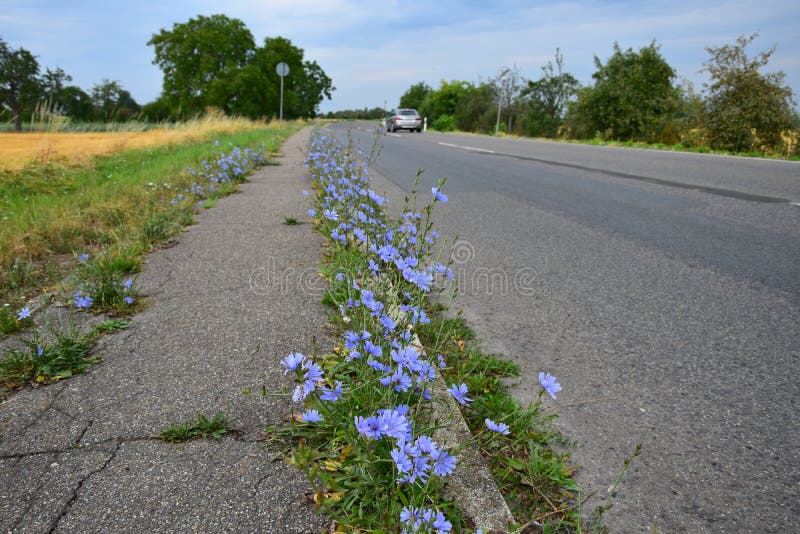 Растет около дороги. Цветы на обочине дороги. Растения на обочине дороги. Растения по обочинам дорог. Растение цветущее на обочинах дорог.